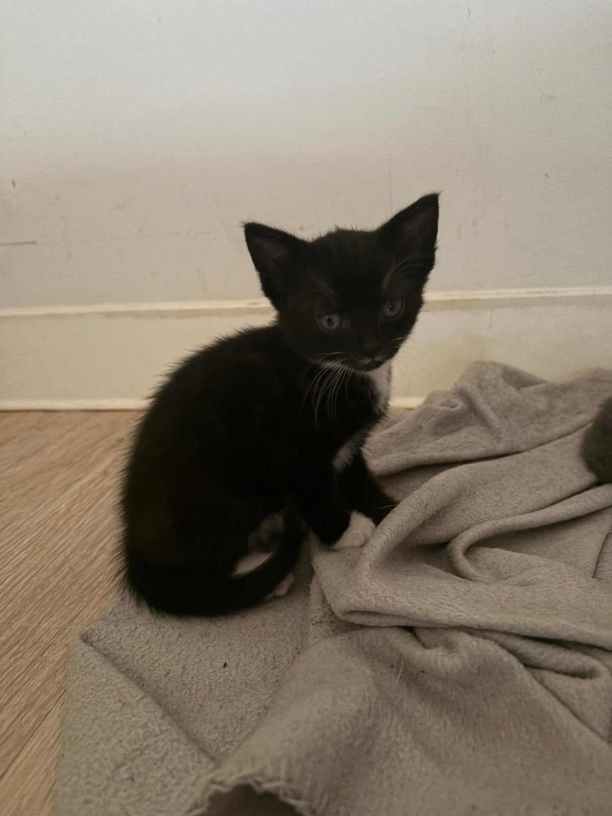 2 kleine poesjes  zwart/wit, Poes, Kortharig, 0 tot 2 jaar