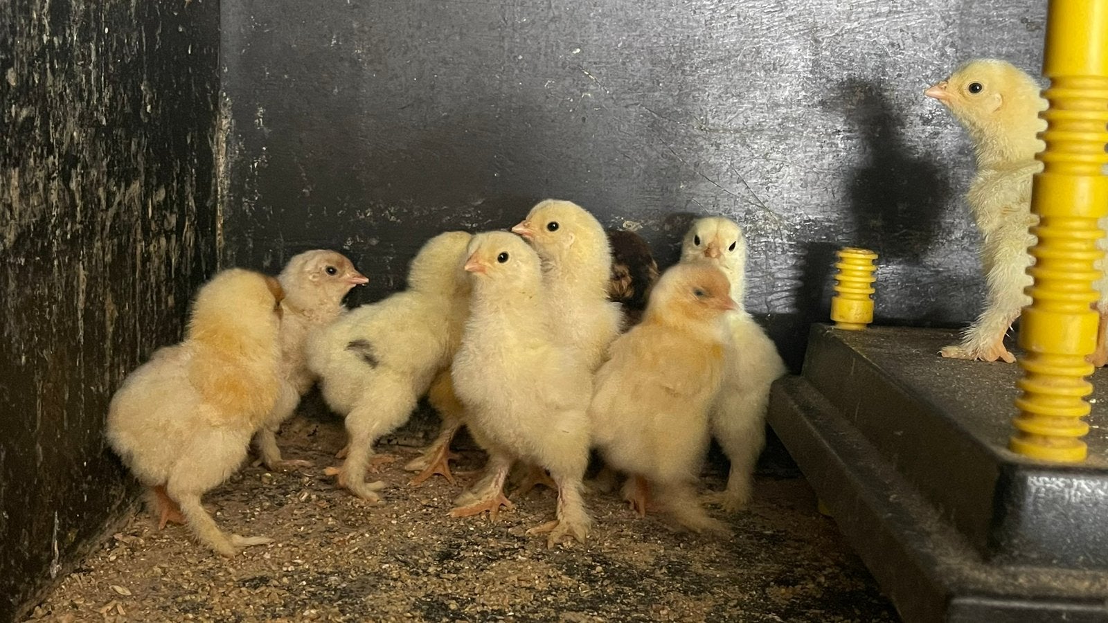 Brahma eendagskuikens, Dieren en Toebehoren, Pluimvee, Geslacht onbekend, Kip
