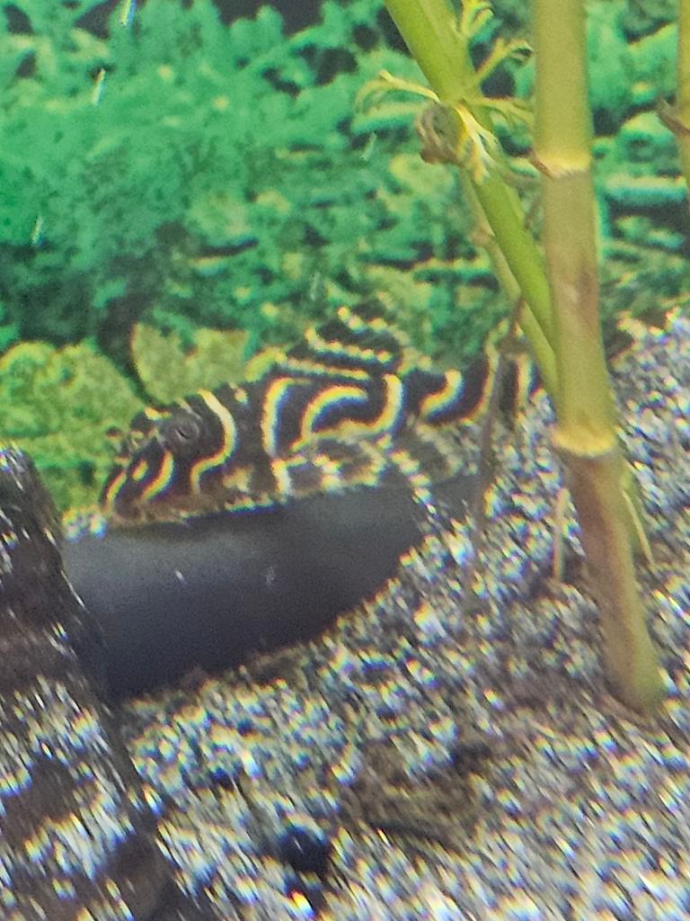 % 4 x L066 Hypancistrus Peckoltia king tiger pleco algeneter, Vis, Zoetwatervis