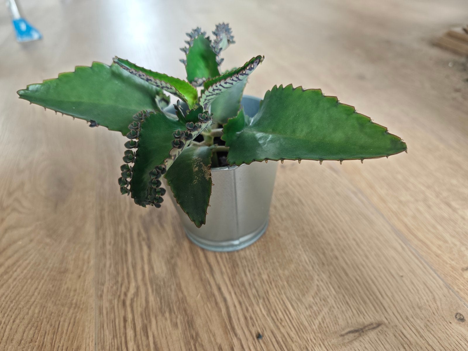 Kalanchoë daigremontiana (Mother of thousands) plantjes, Ophalen, Vetplant, Volle zon, Minder dan 100 cm
