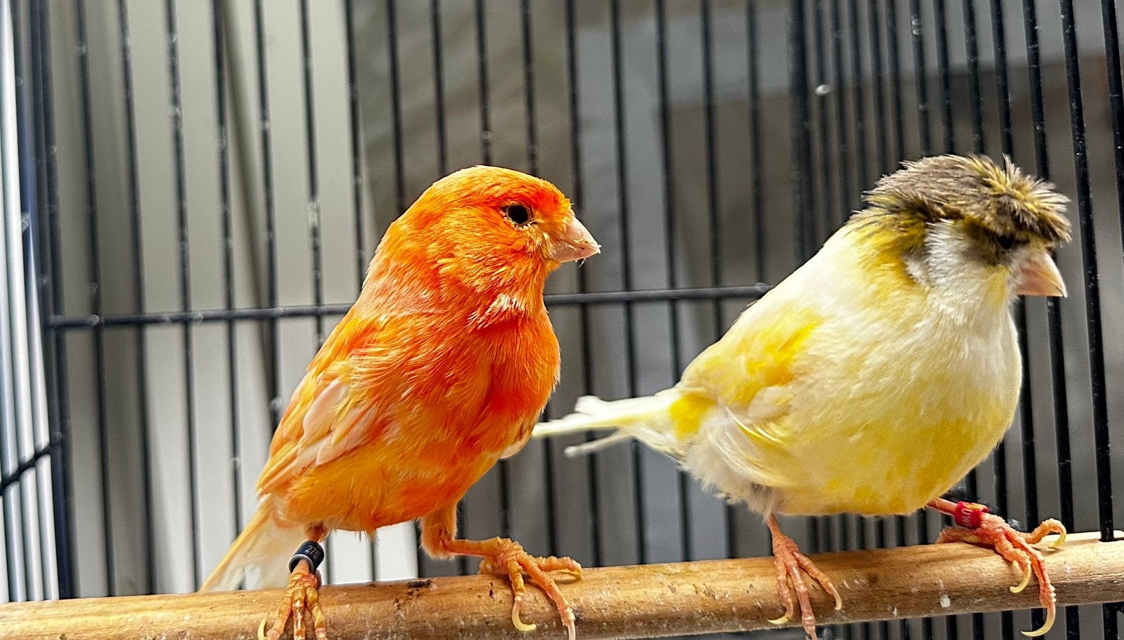 Mooie koppel Kanaries, Meerdere dieren, Kleurkanarie
