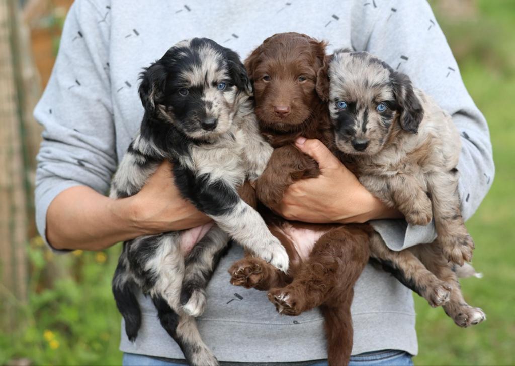 Gastgezinnen gezocht Labradoodle pups, Dieren en Toebehoren, Nederland, 8 tot 15 weken, Parvo, Meerdere
