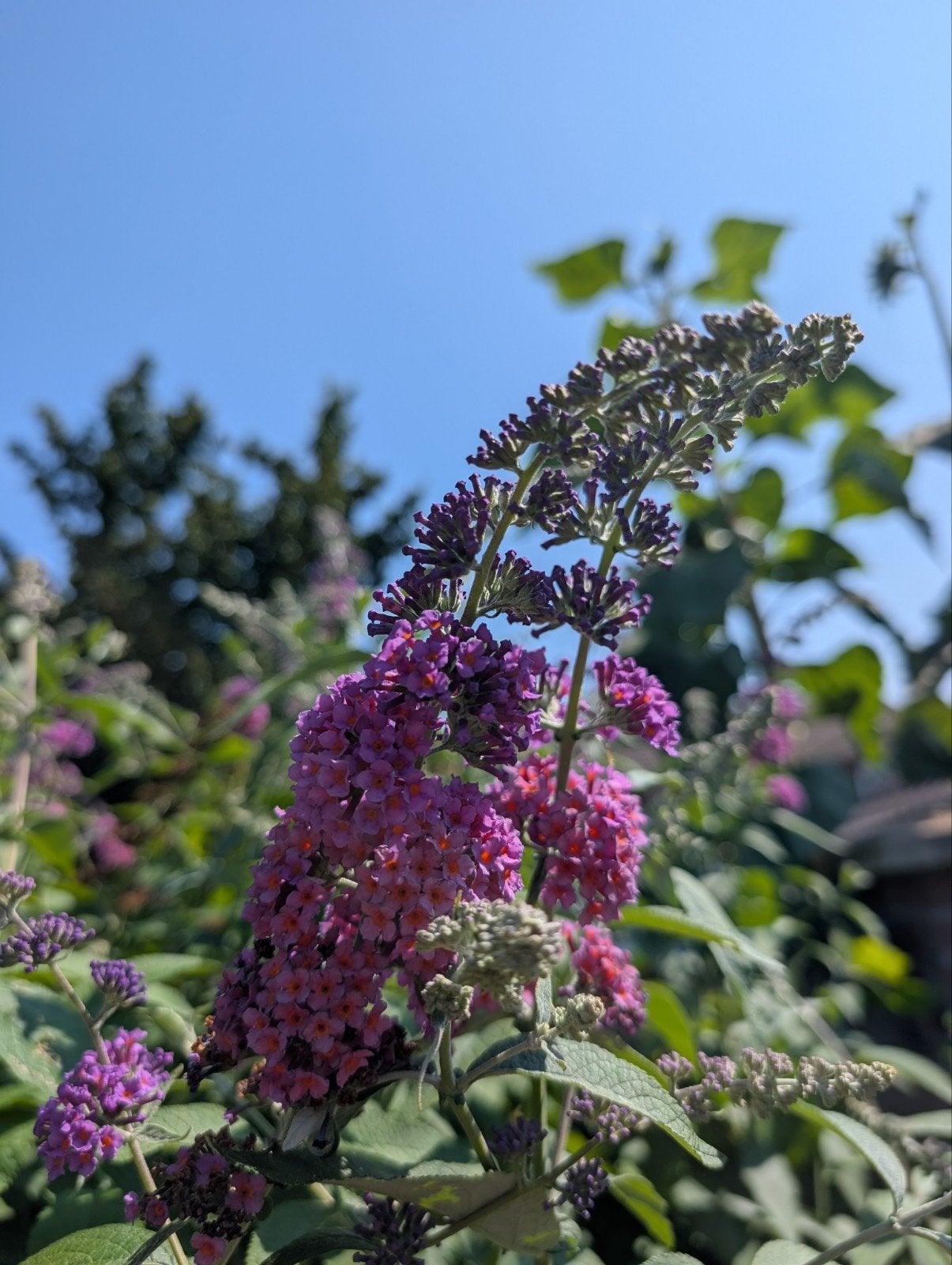 Vlinderstruik (Buddleja) - Trek vlinders aan!, Tuin en Terras, Volle zon, Vaste plant, Zomer, Ophalen