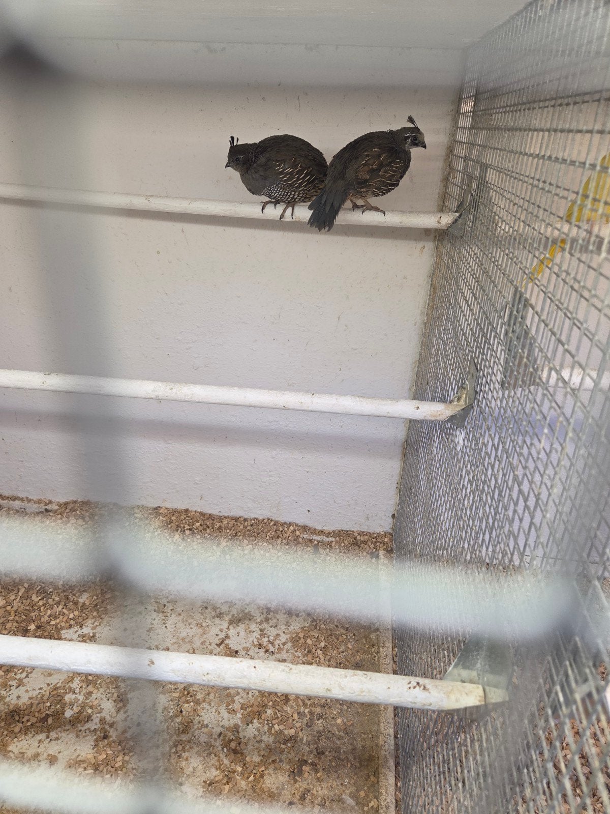 australische kuif kwartels, Dieren en Toebehoren, Vogels | Overige Vogels, Meerdere dieren