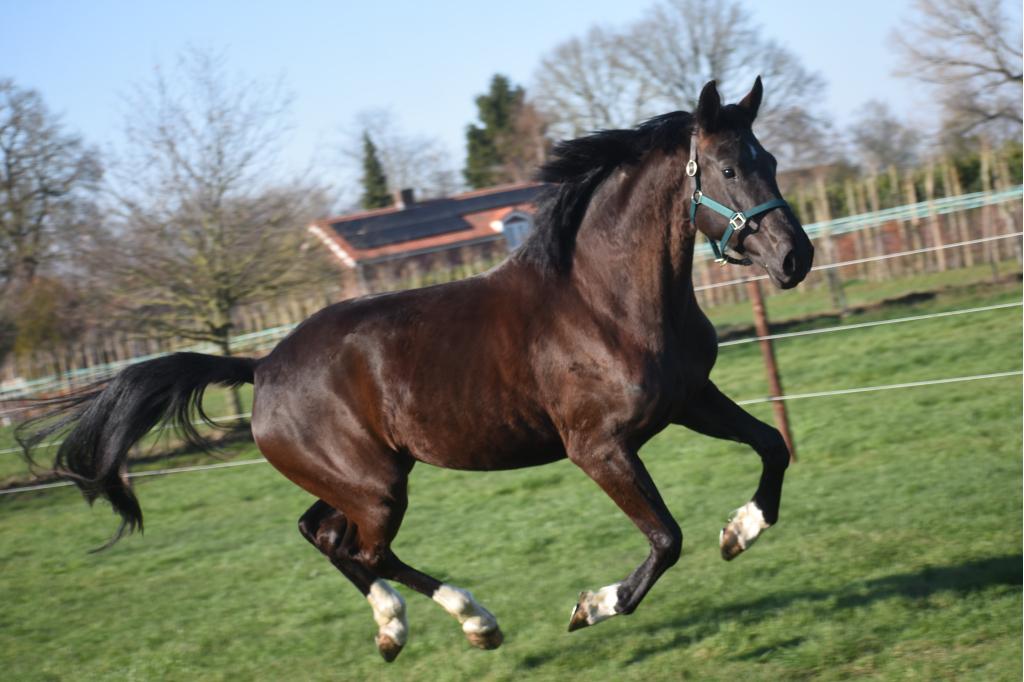 Bloedmooie, 4 jarige Taminiau x Osmium x Gribaldi merrie, Merrie, Met stamboom, Dressuurpaard, Zadelmak