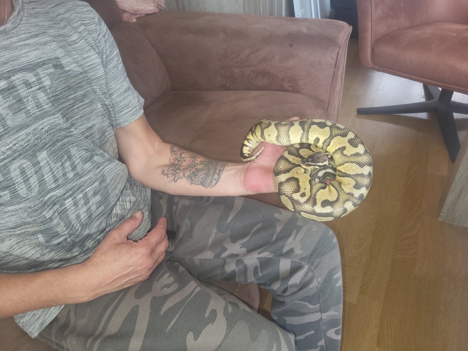 2 lieve Phyton regius te koop, geen wildvang zijn van 2024, Dieren en Toebehoren, Slang, Tam, 3 tot 6 jaar