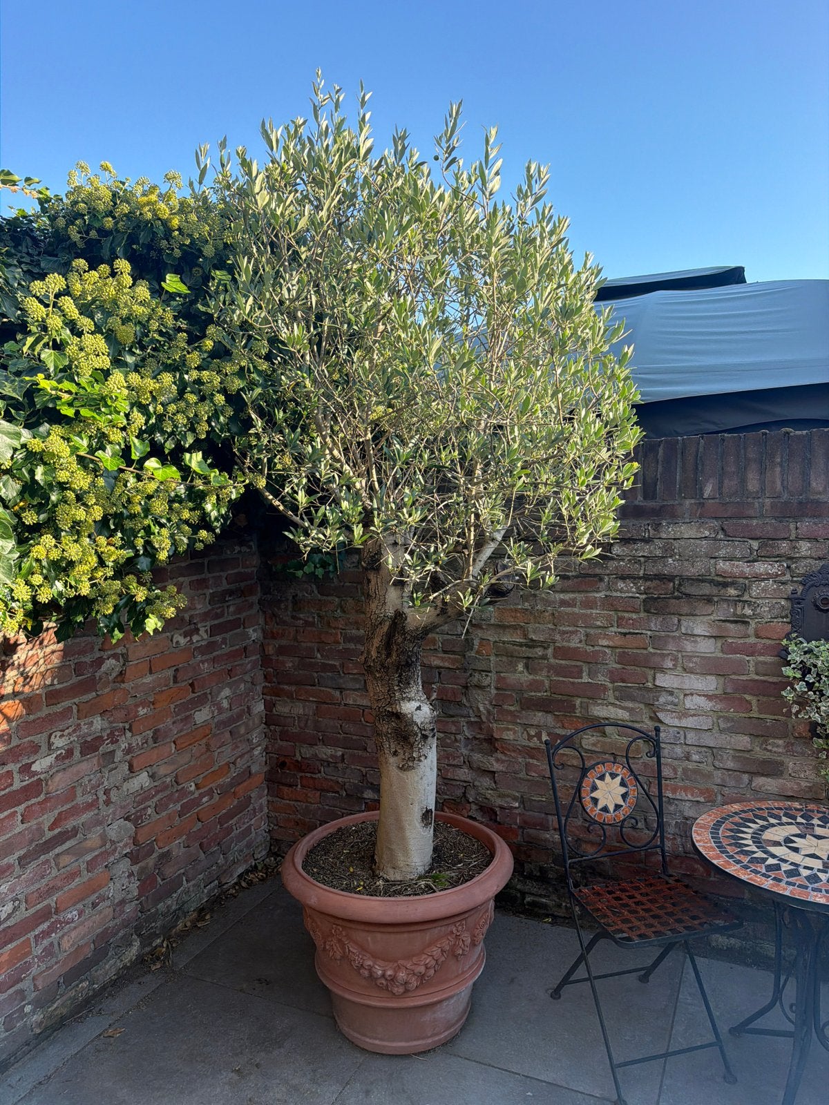 Olijfboom in terracotta pot - Mediterrane sfeer, Volle zon, Vaste plant, Lente, Ophalen