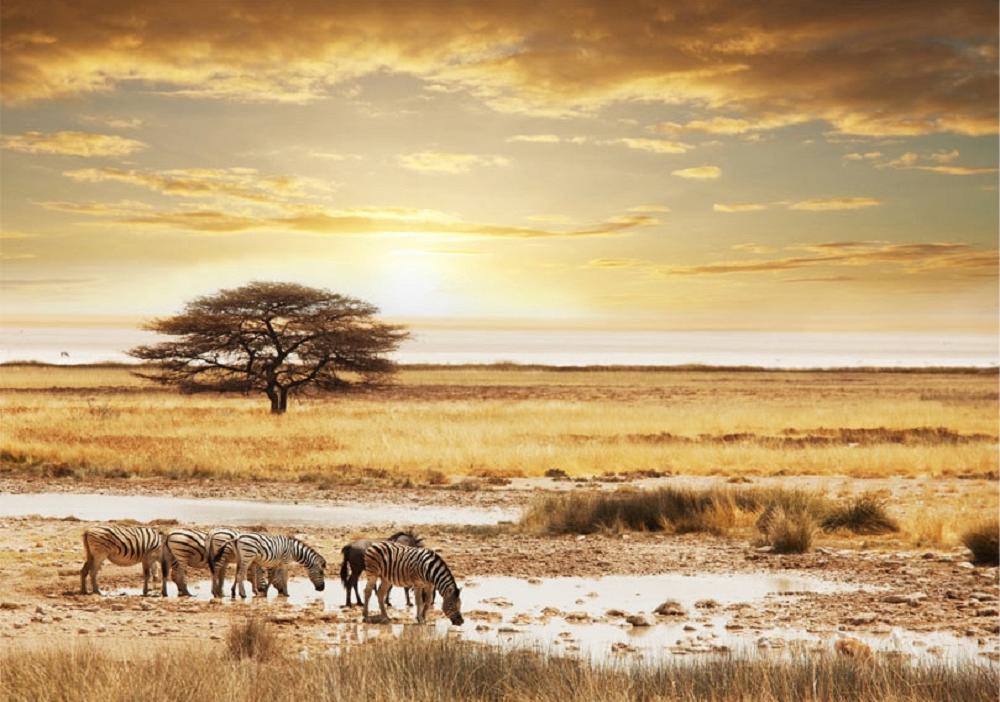 Afrikaanse Savanne fotobehang, zebra, olifant *Muurdeco4kids, Huis en Inrichting, Stoffering | Behang, Verzenden, Minder dan 10 m²