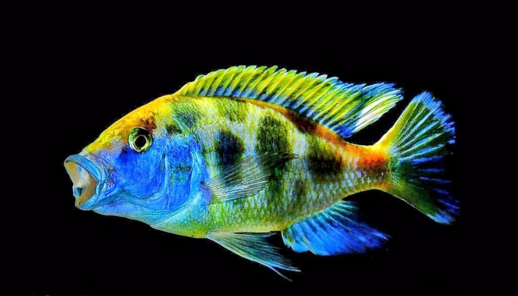 Aulonocara Venustus Malawi jonkies Acktie!!!, Dieren en Toebehoren, Vissen | Aquariumvissen, Vis