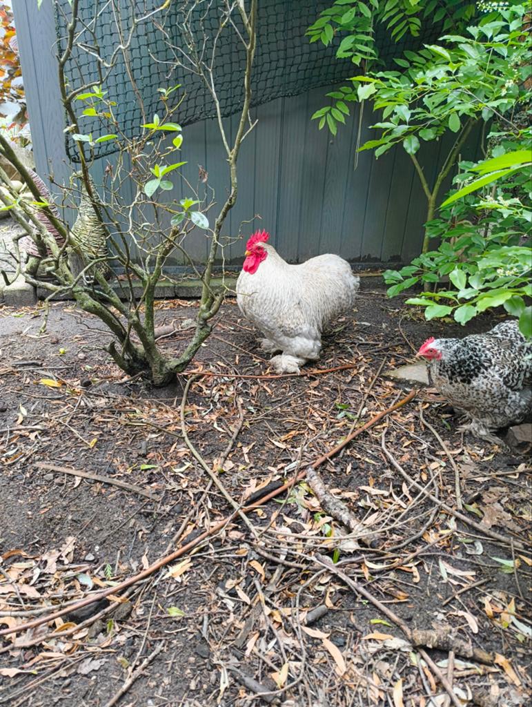 Mooi parelgrijze Cochin haan, Dieren en Toebehoren, Pluimvee, Meerdere dieren, Kip