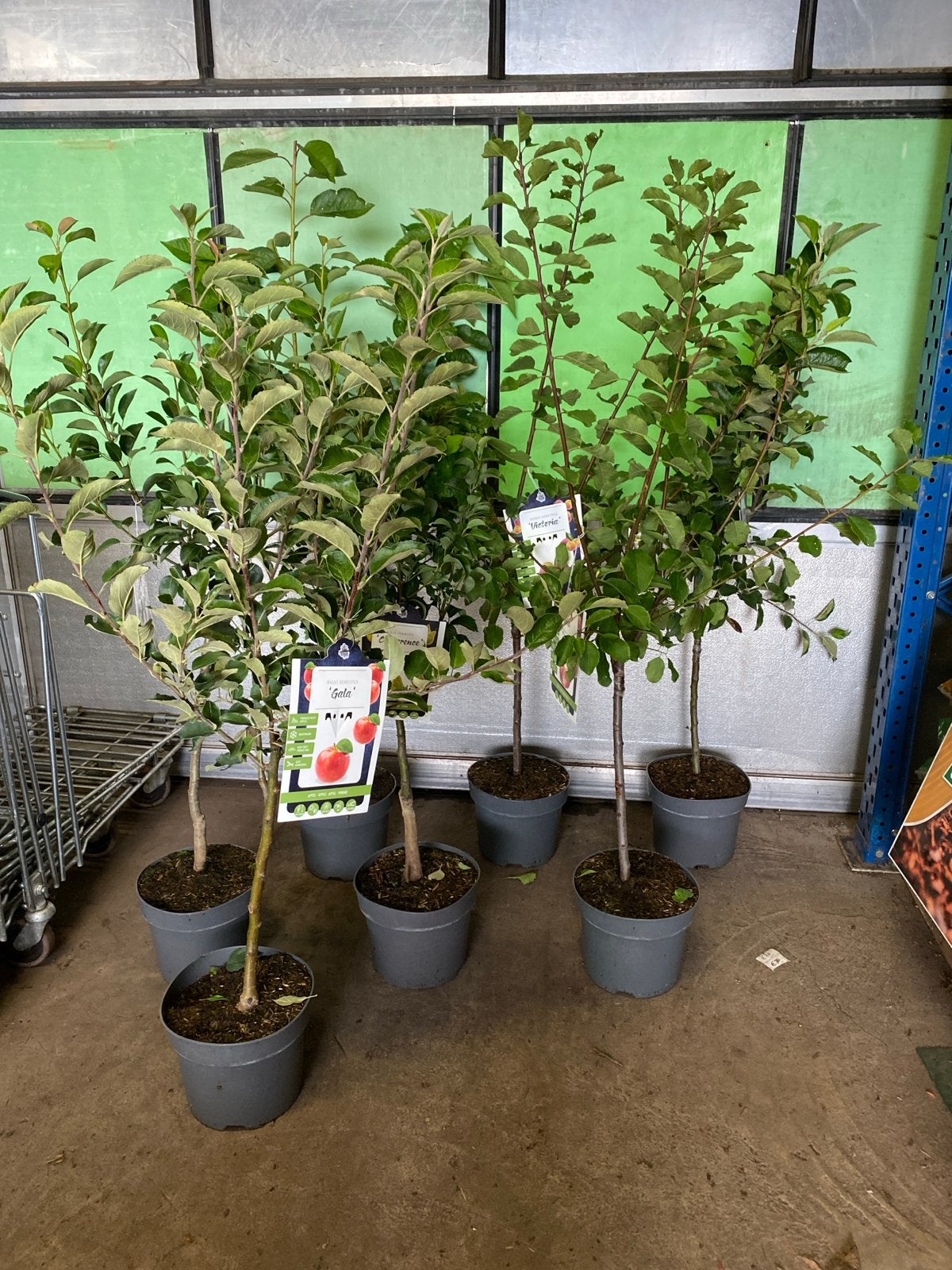 Laagstam Fruitbomen - Diverse Soorten (140-150 cm hoog), Ophalen, Lente, Volle zon, In pot