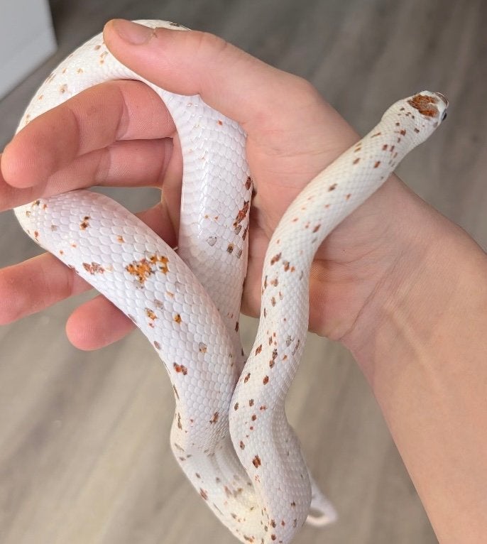0.0.5 guttatus palmetto tessera het caramel Corn Snake photo 6
