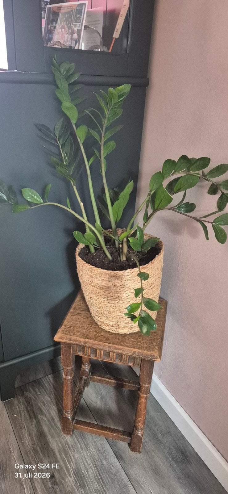 ZZ Plant in mand, Huis en Inrichting, Kamerplanten, Ophalen, Overige soorten, Halfschaduw, In pot