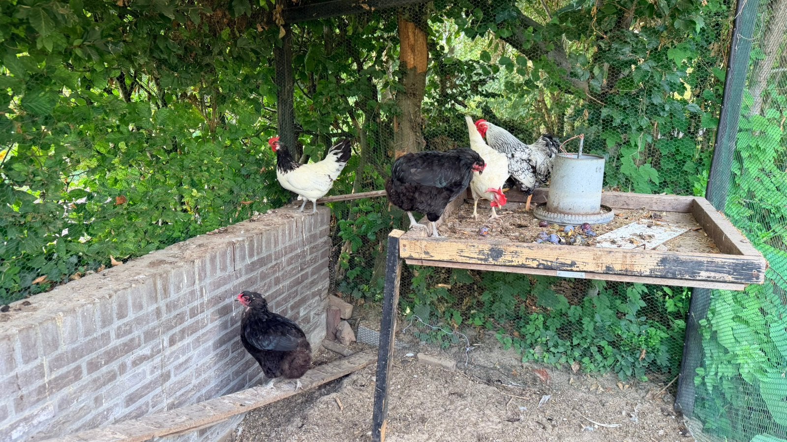 Toom kippen: araucana, lakenvelder, Wiandotte., Meerdere dieren, Kip