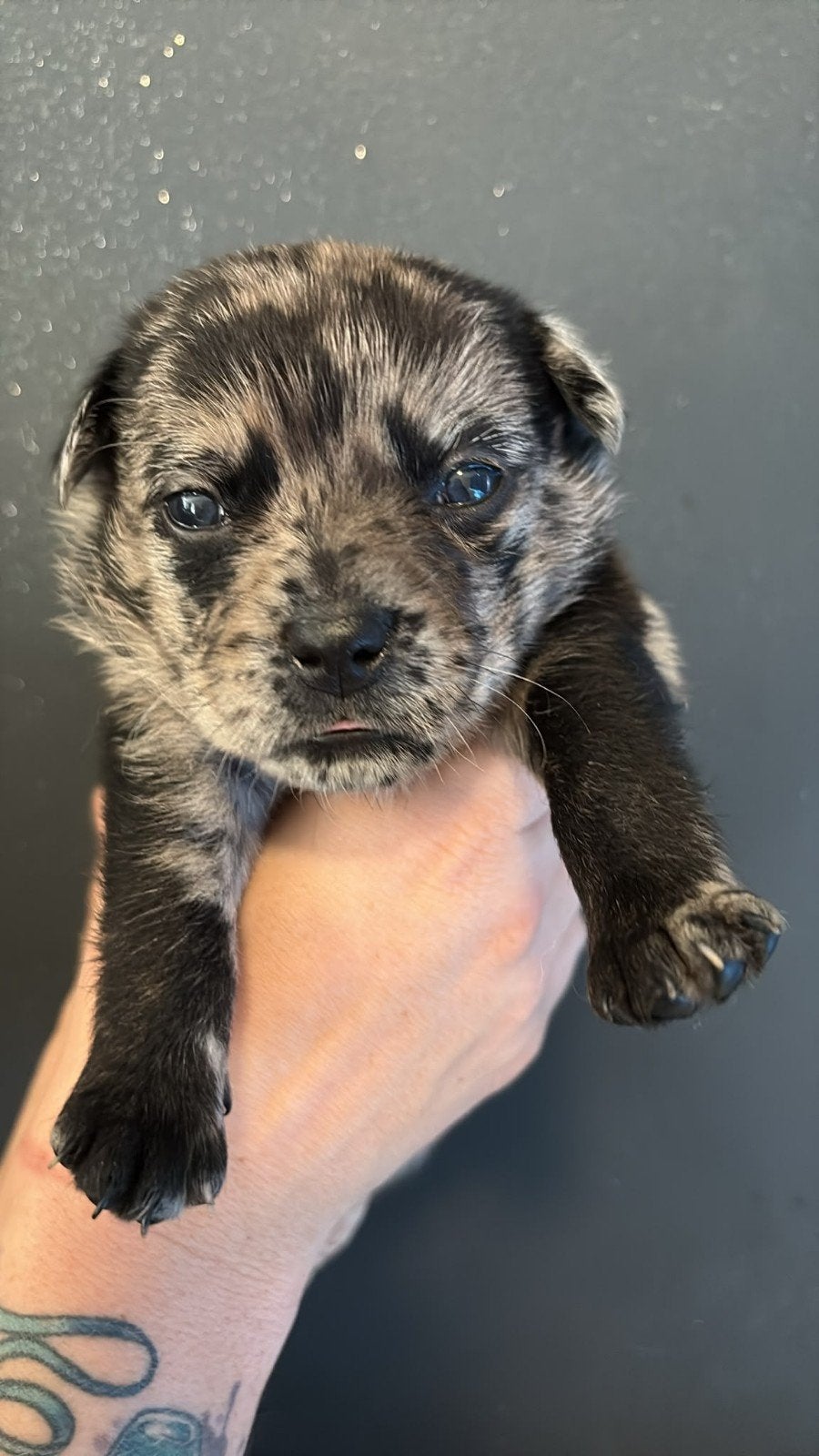 unieke puppies, Meerdere, Meerdere dieren, Nederland, Particulier