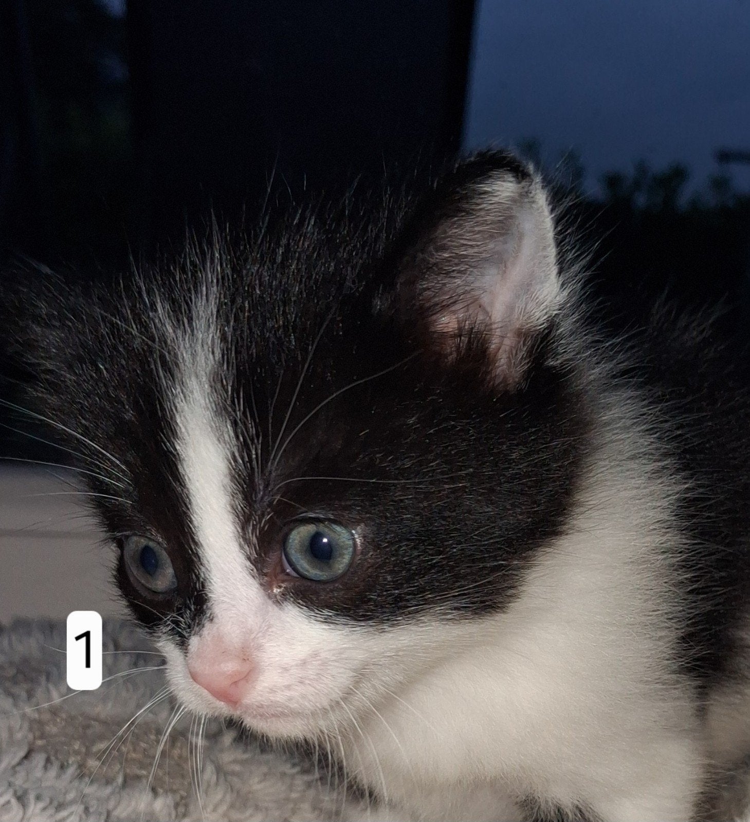 Boerderijkittens, Dieren en Toebehoren, 0 tot 2 jaar