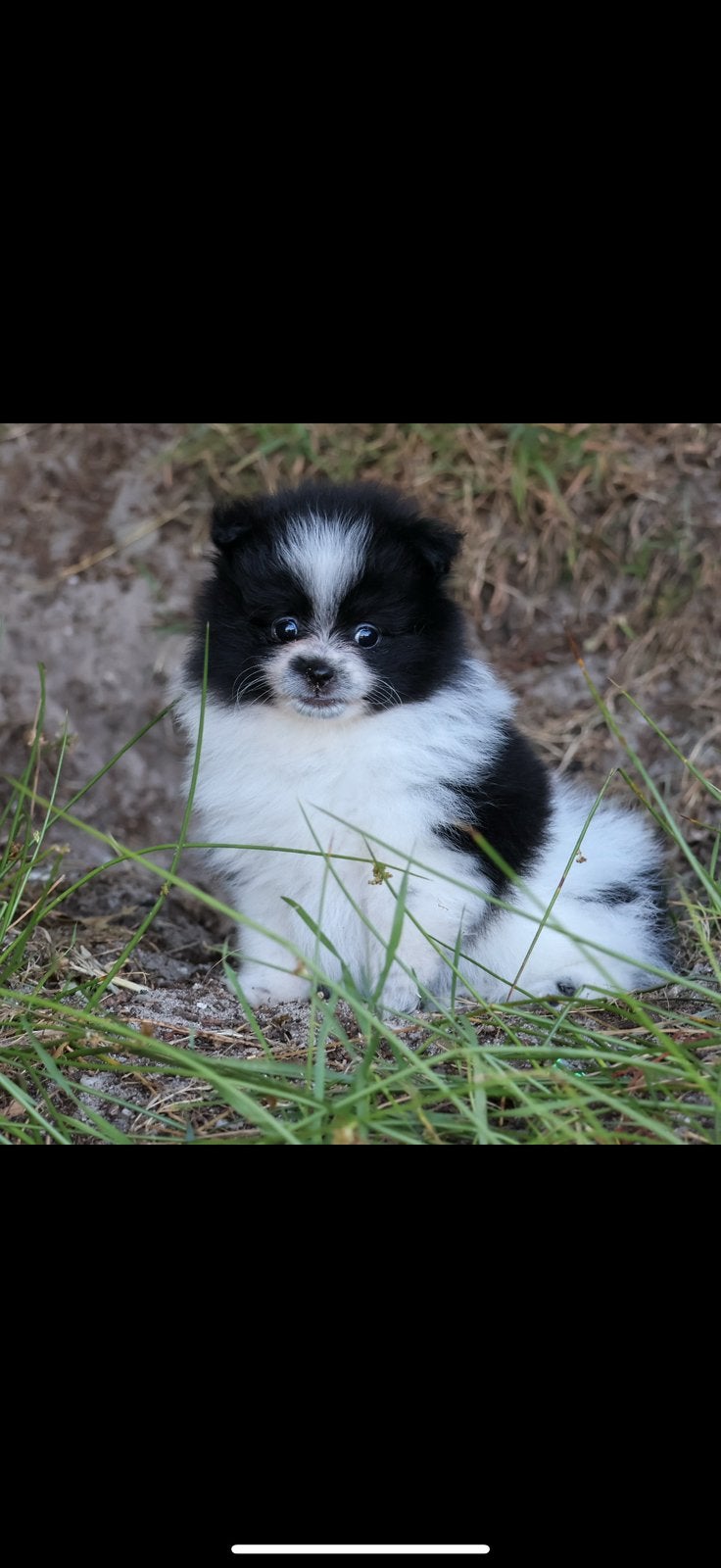 Pomeranian teefje zwart wit, Dieren en Toebehoren, Honden | Poolhonden, Keeshonden en Oertypen, Parvo, Keeshond, 8 tot 15 weken