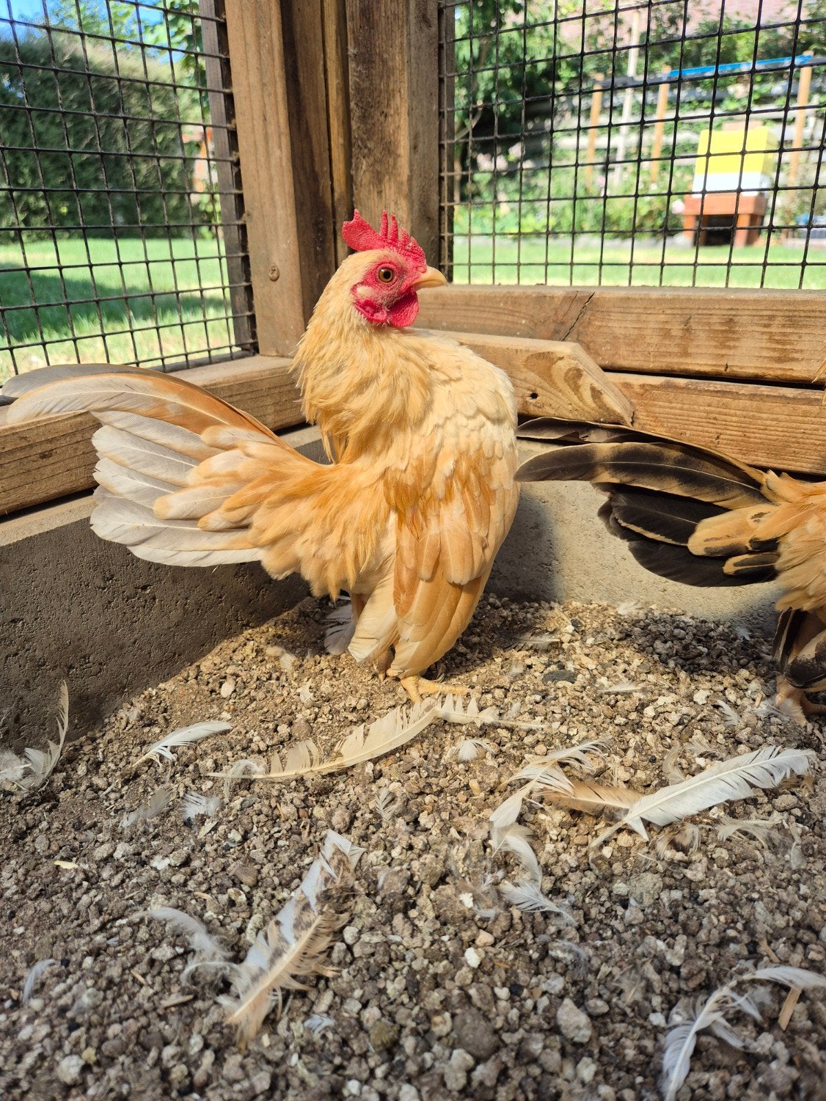 Serama prachtig haantje, Dieren en Toebehoren, Mannelijk, Kip