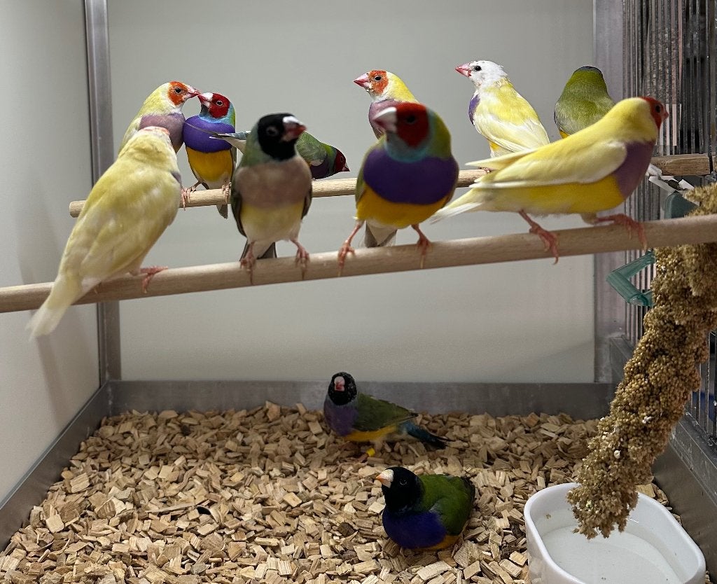 Gouldamadines koppels, Dieren en Toebehoren, Vogels | Overige Vogels, Meerdere dieren