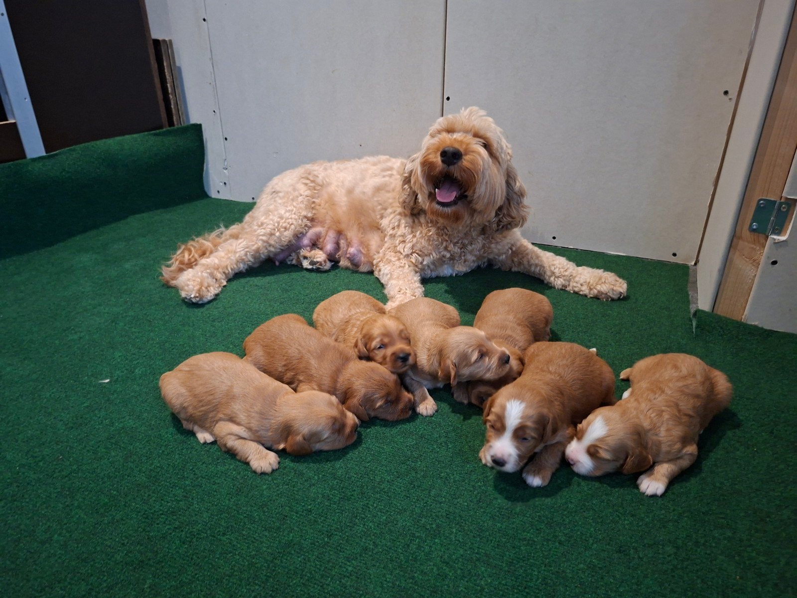 Australian Labradoodle pups met stamboom, Parvo, Overige rassen, 8 tot 15 weken, Meerdere