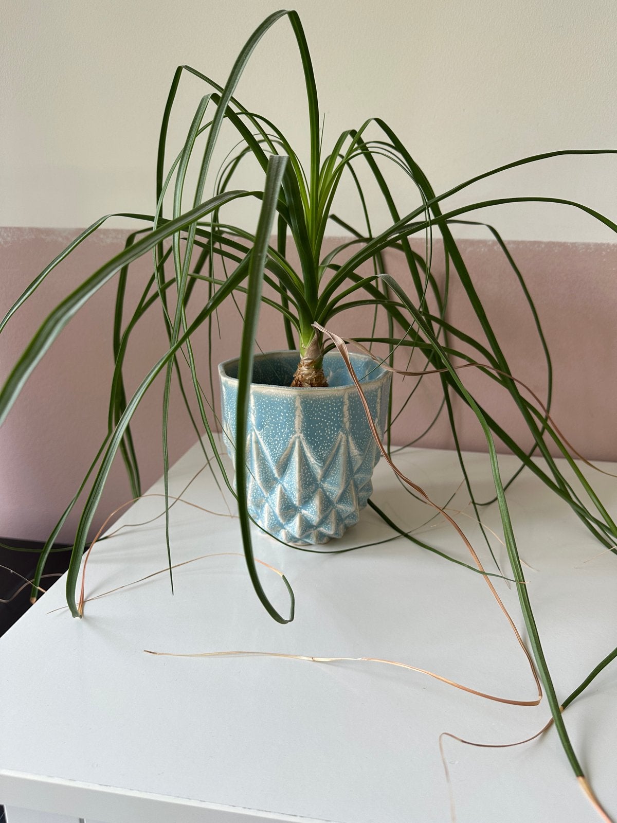 Olifantpoot plant in pot, Ophalen, Overige soorten, In pot, Minder dan 100 cm