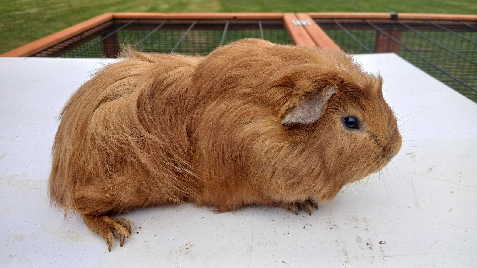 Cavia beertje, Dieren en Toebehoren, Juni, Mannelijk, Cavia