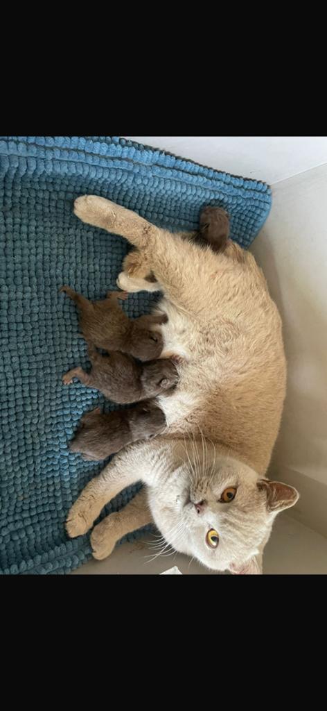 Britse korthaar chocolate kittens, Meerdere dieren, Ontwormd, 0 tot 2 jaar