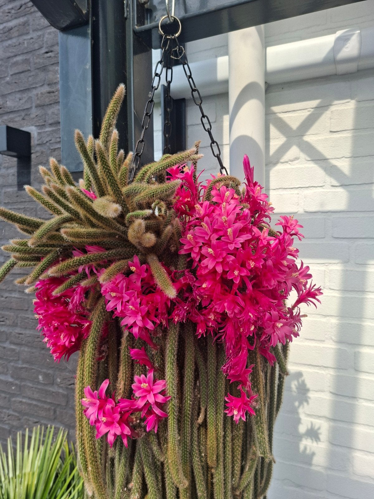 Aporocactus flagelliformis rattenstaart! (Op aanvraag), Overige soorten, Volle zon, Vaste plant, Ophalen of Verzenden