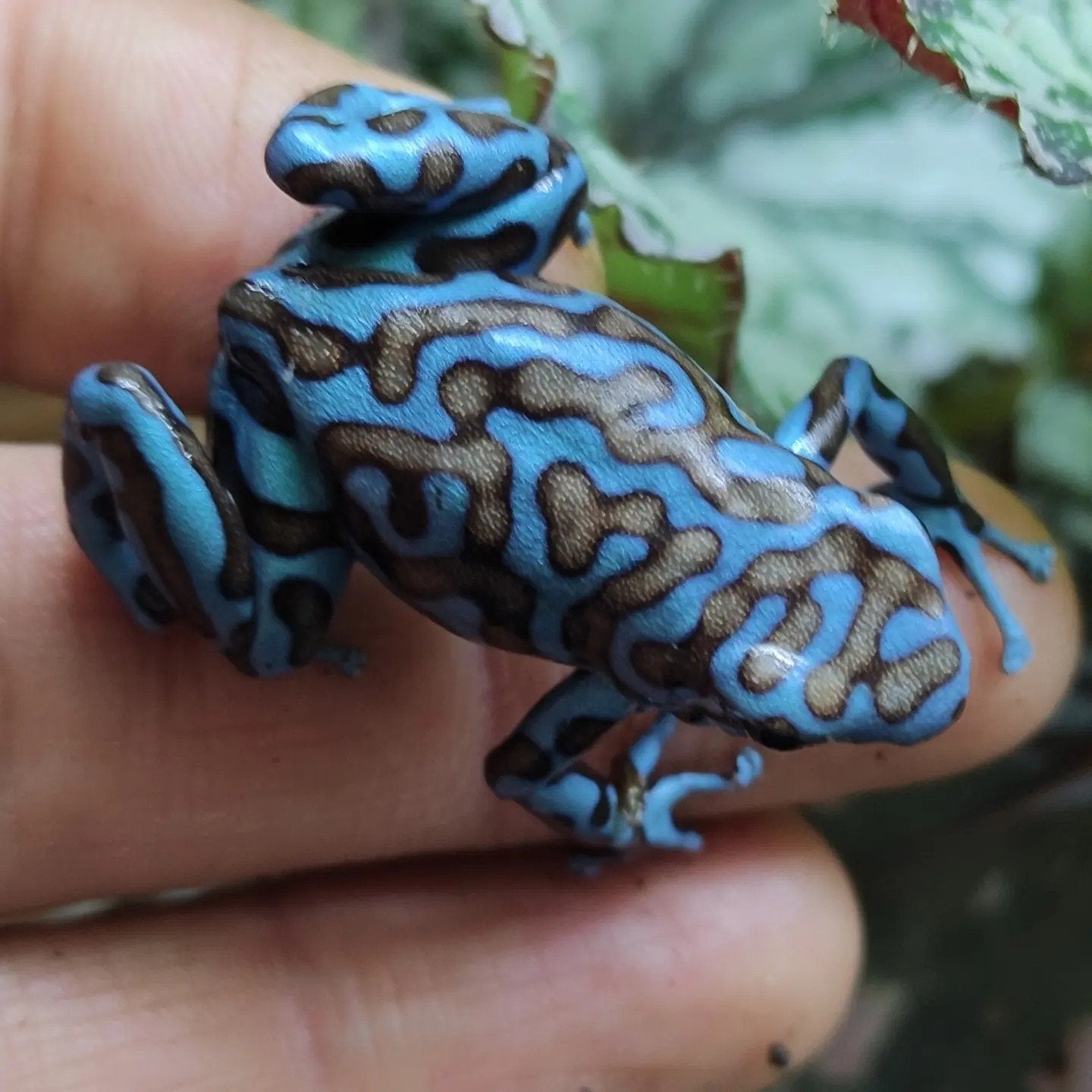 Dendrobates auratus 'La Coca' Frog photo 3