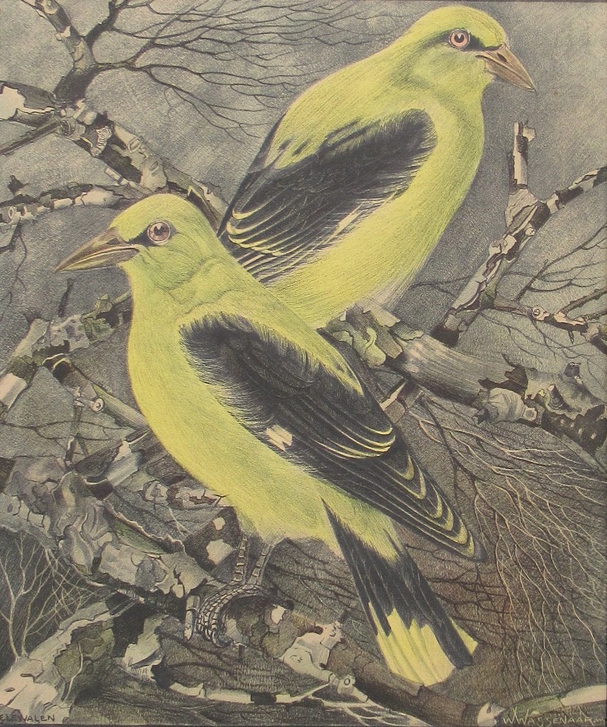 W.A. Wassenaar (1873-1956): Wielewalen, kleurenlitho, c.1928, Gesigneerd in de plaat, Ophalen of Verzenden, Dieren en Natuur, Lithografie