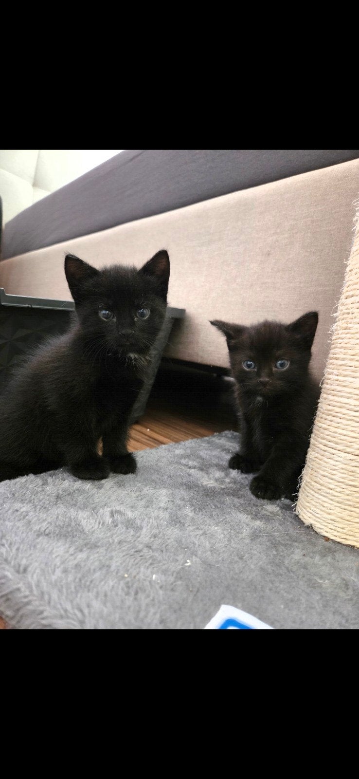 kittens, Meerdere dieren, Kortharig, 0 tot 2 jaar