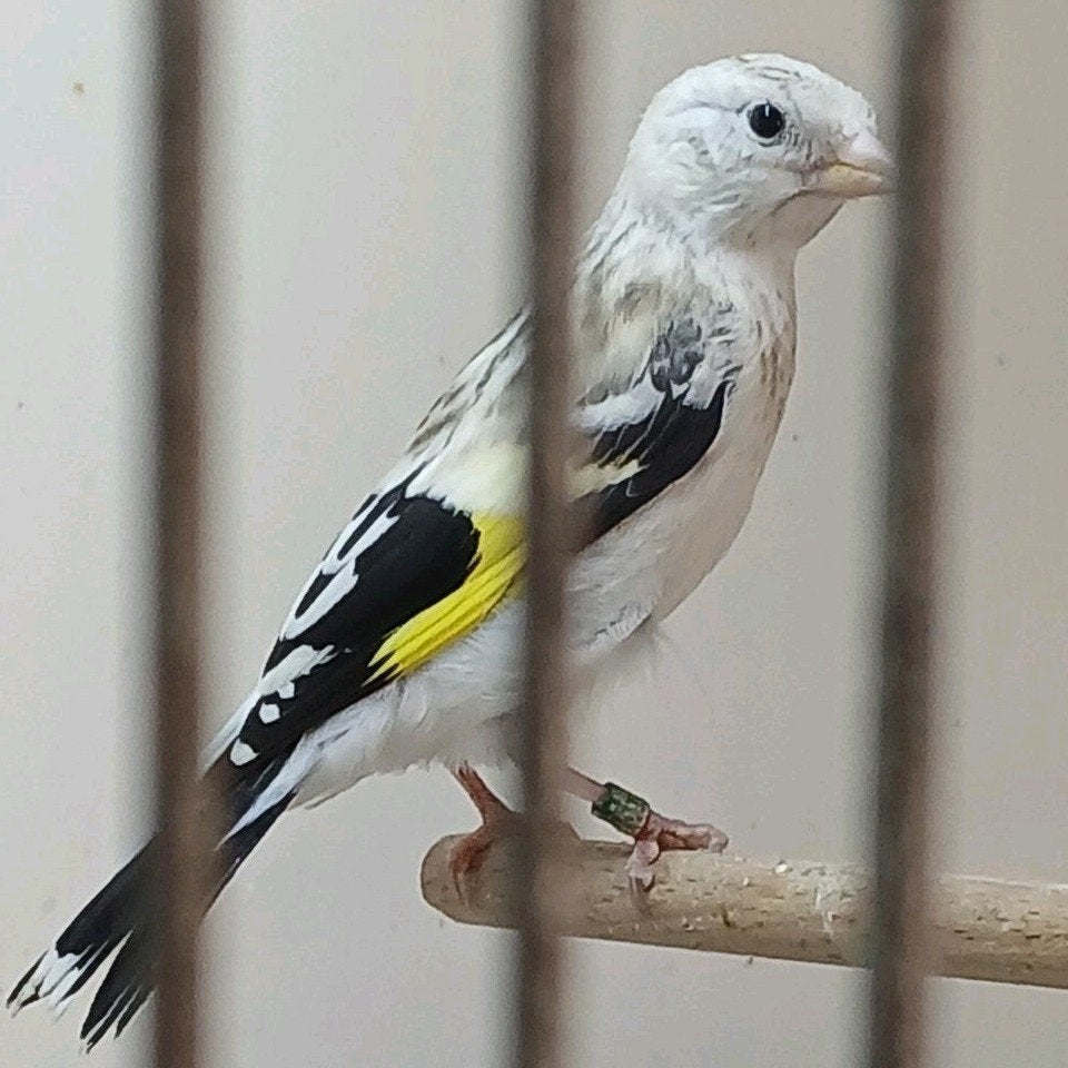 Majoor putter Man geringd 2026, Dieren en Toebehoren, Vogels | Overige Vogels, Mannelijk, Wildzangvogel, Geringd