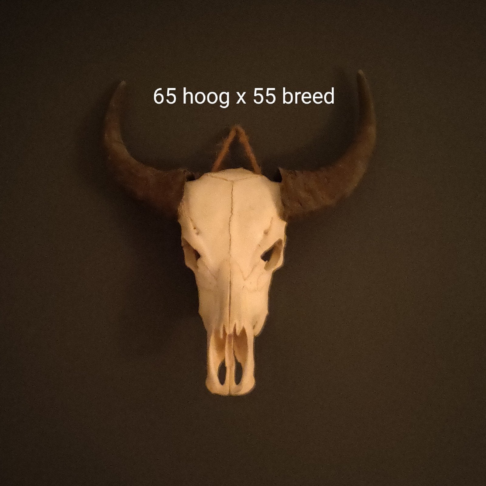 Bizonschedel met hoorns - 65x55 cm, Ophalen