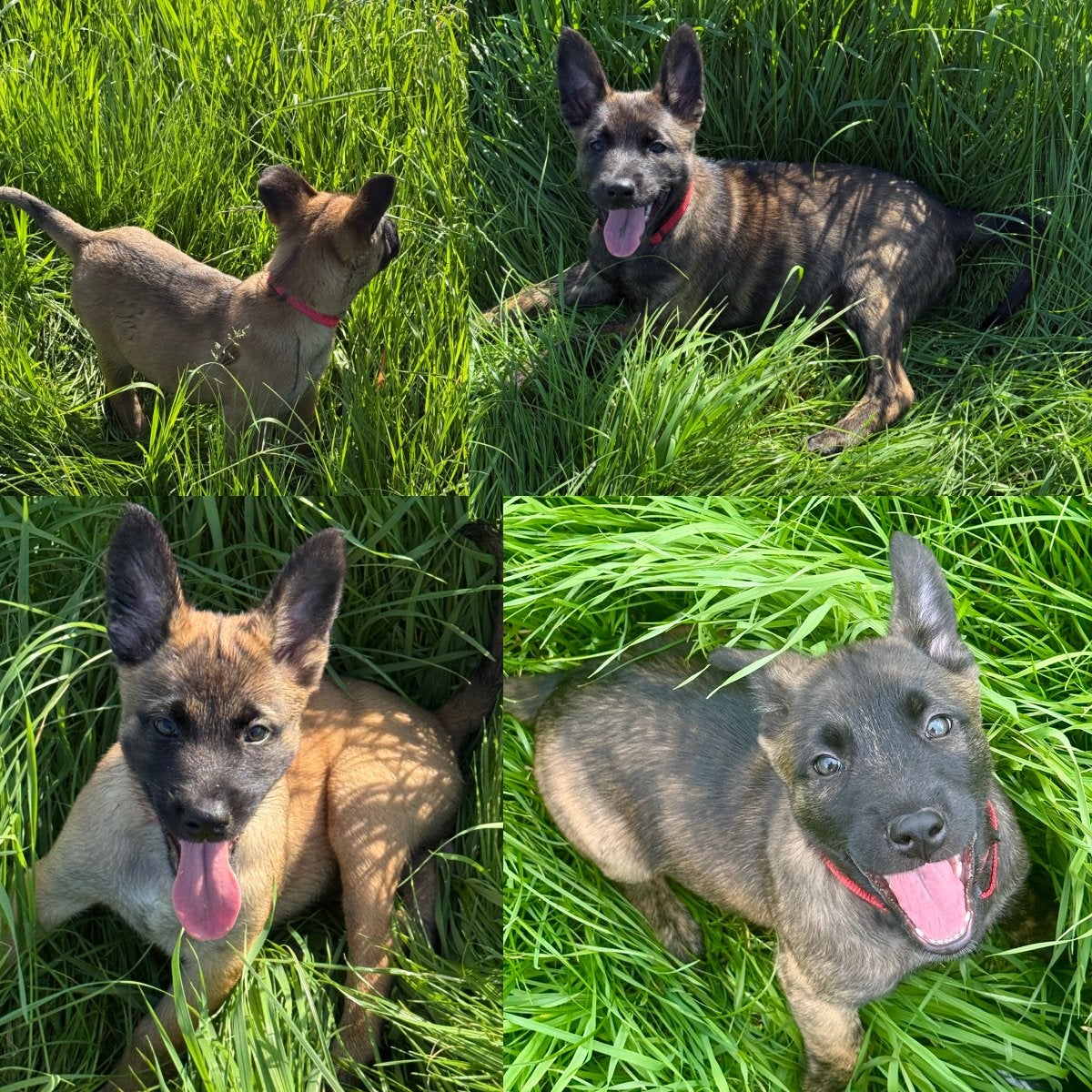 Mechelse x Hollandse Herder teefjes, Dieren en Toebehoren, Honden | Herdershonden en Veedrijvers, Parvo, 8 tot 15 weken, Meerdere