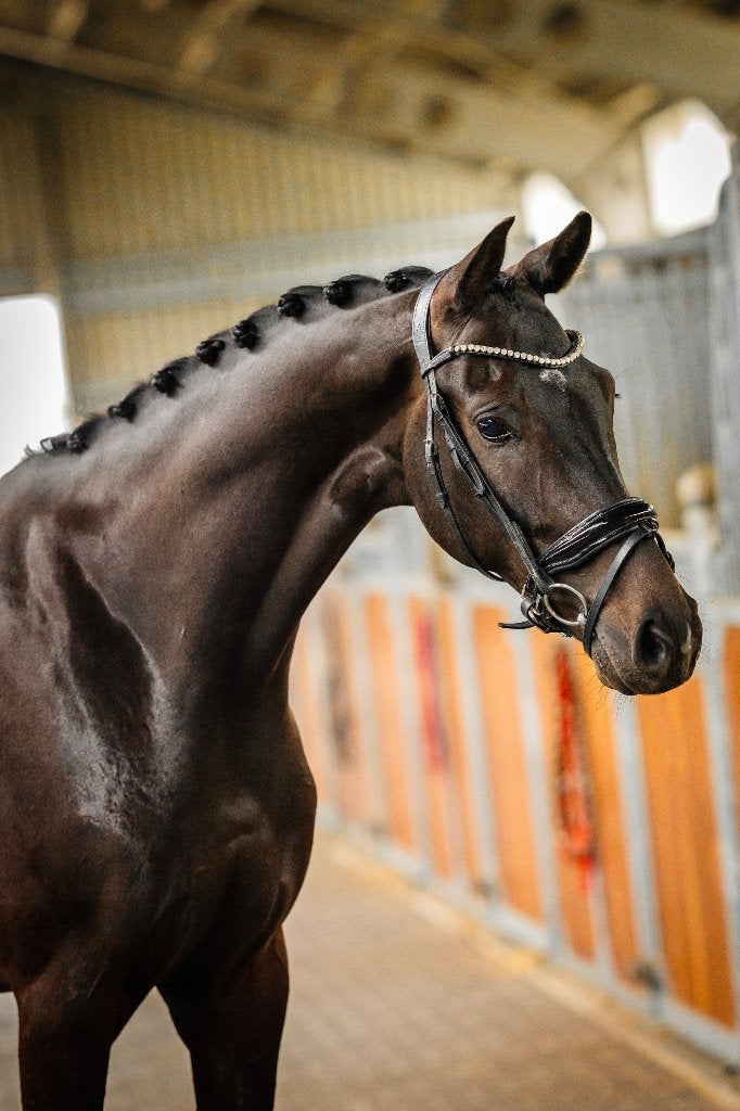 Chic dames paard, Met stamboom, Ruin, M, Dressuurpaard