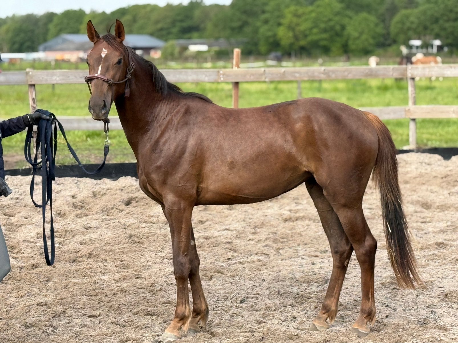 Verzorgpaard/ leasepaard aangeboden, Ruiter of Bijrijder