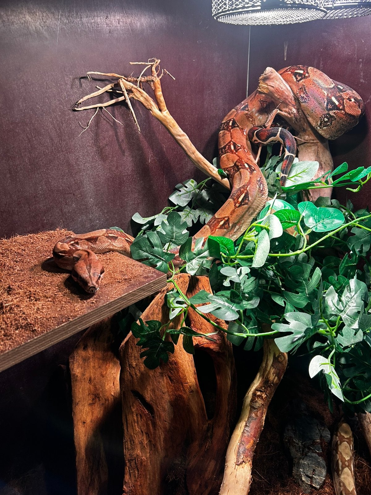 Boa constrictor Boa Constrictor photo 5