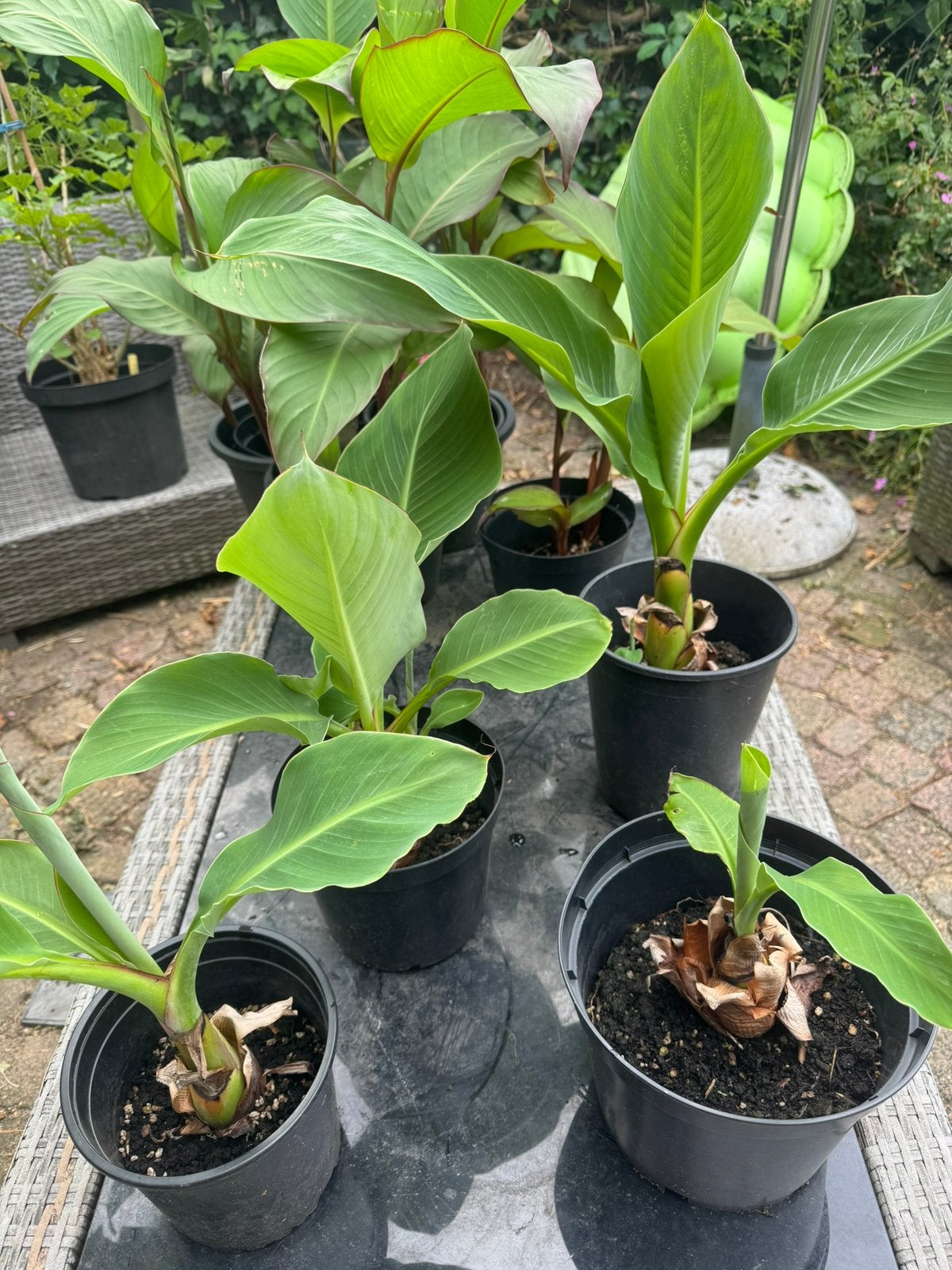 Heilige gouden lotusbanaan, Musella lasiocarpa, Ophalen, Vaste plant, Overige soorten, Volle zon