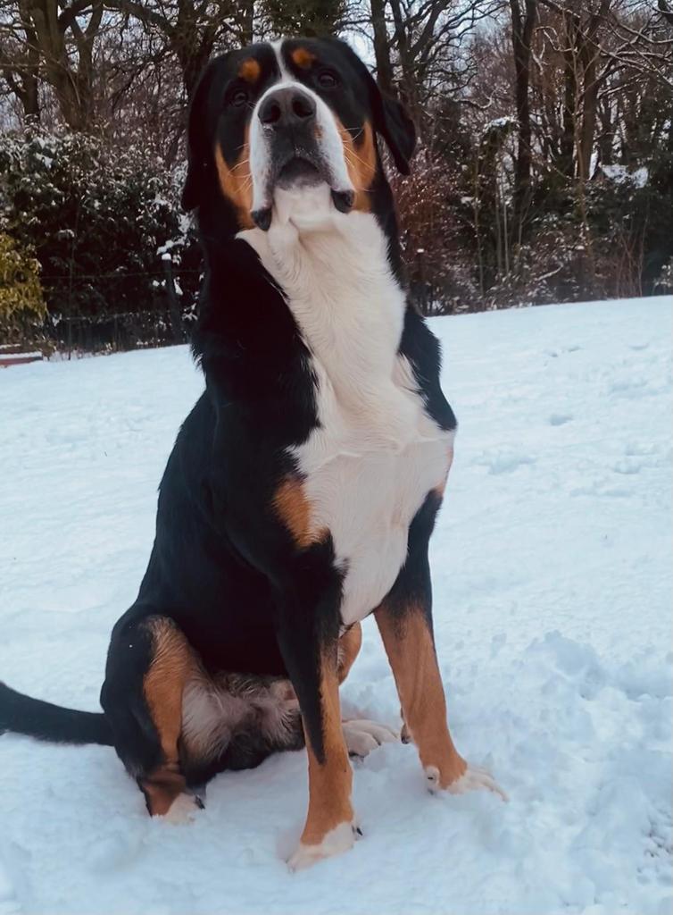 Grote Zwitserse Sennenhond Dekreu, Reu, 1 tot 2 jaar, Parvo, Eén hond