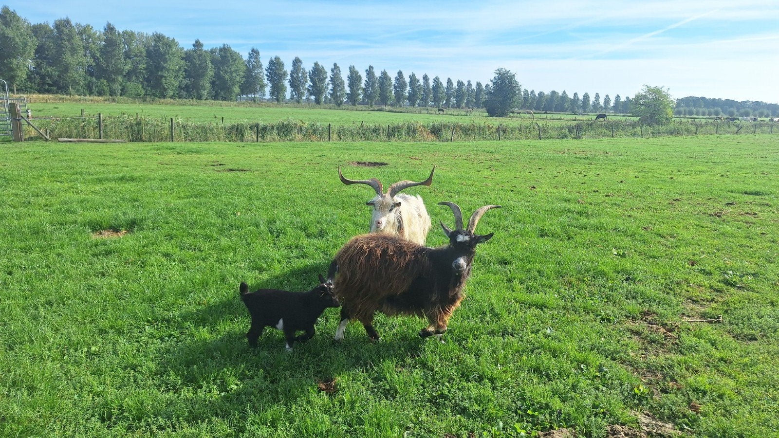 landgeiten, Meerdere dieren, Geit, 3 tot 5 jaar
