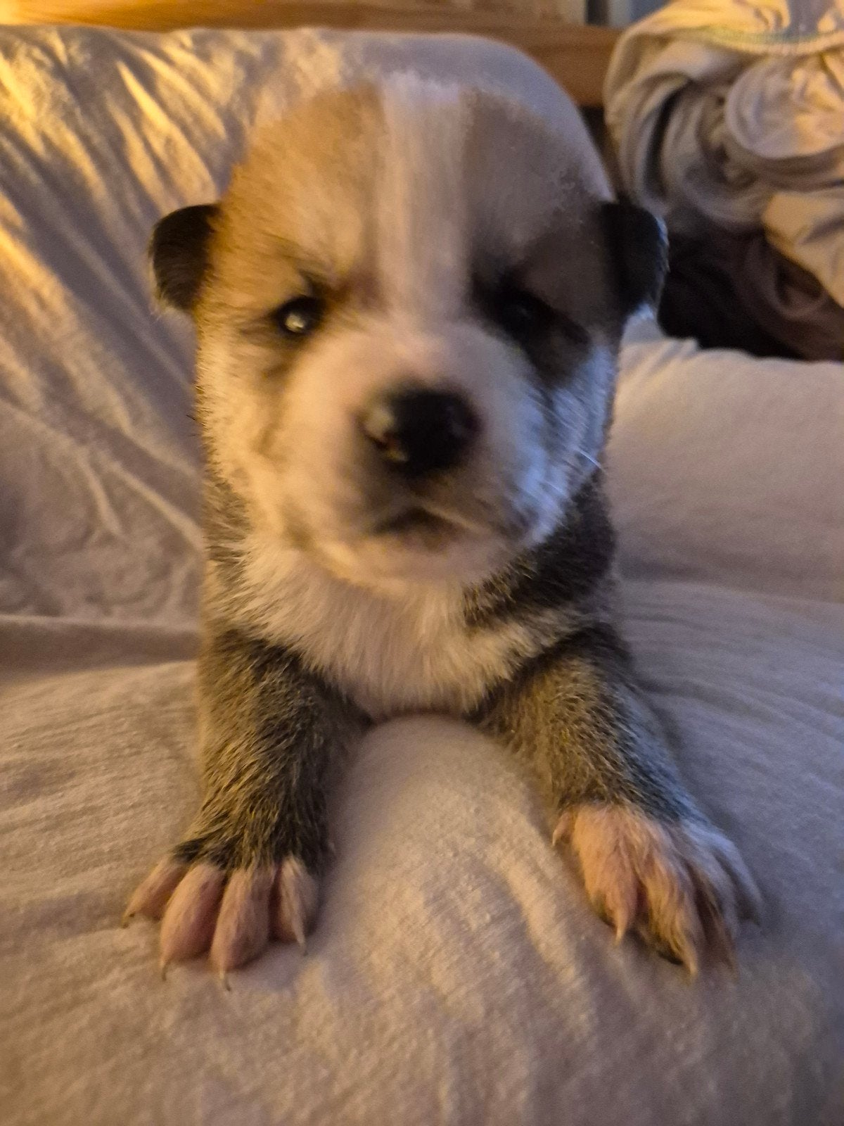 Akita Samojeed pups, Overige rassen, 8 tot 15 weken, Meerdere dieren, Eén hond