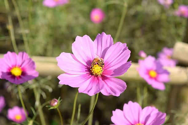 Cosmos Cosmea roze hoog, Tuin en Terras, Ophalen, Overige soorten, Volle zon