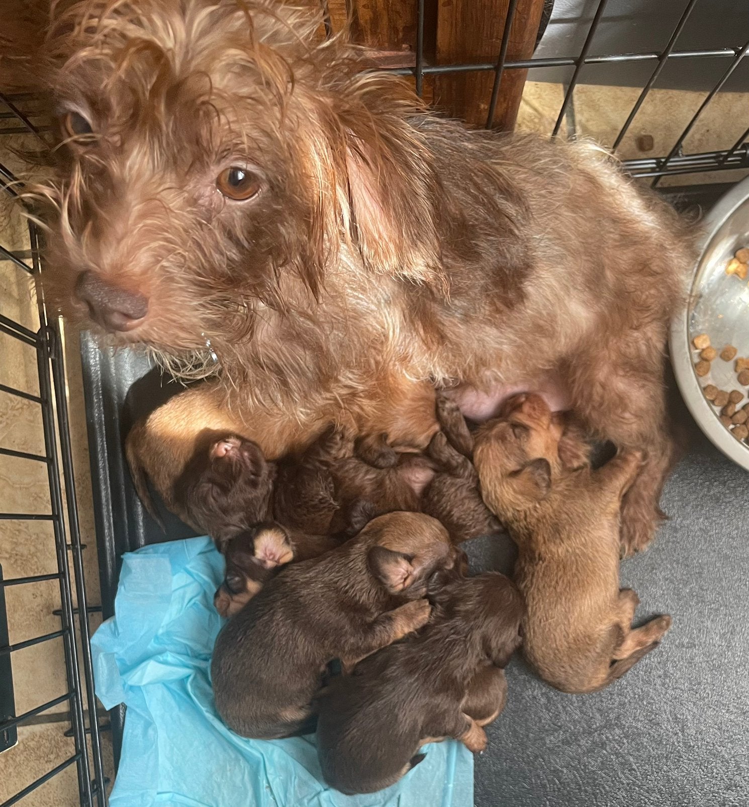 3 Chiweenie Kaninchen reutjes, Kaninchen, België, Particulier, Reu