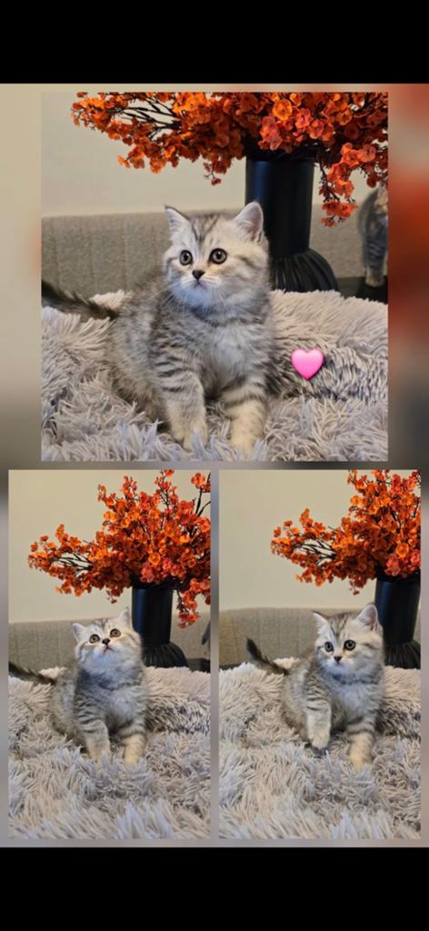 Britse korthaar, Dieren en Toebehoren, Katten en Kittens | Raskatten | Korthaar