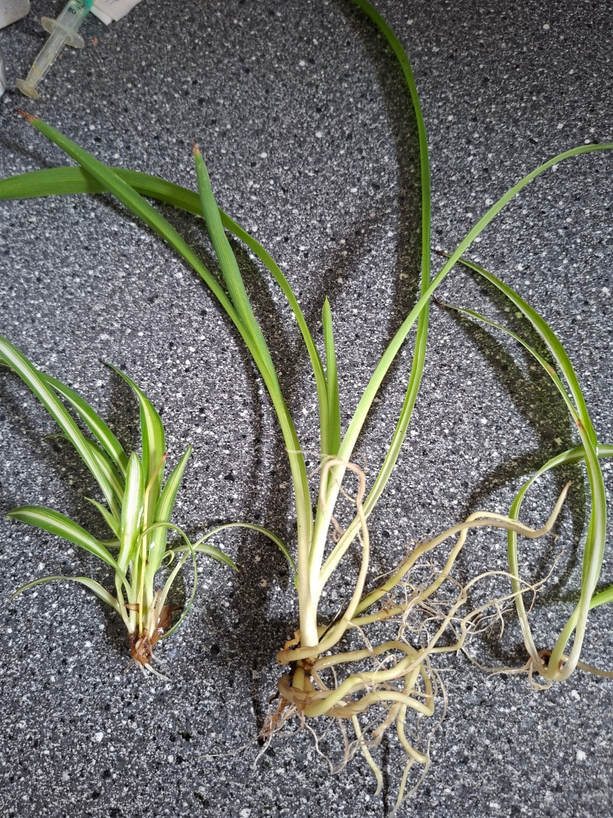 Graslelie (Chlorophytum comosum) stekjes, Ophalen of Verzenden, Volle zon