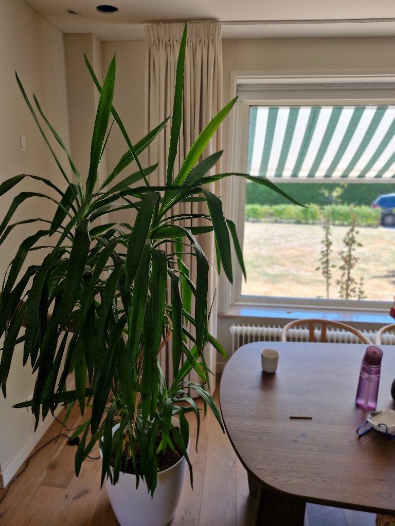 Yucca plant +- 1,95 meter, Ophalen, Halfschaduw, Overige soorten, 100 tot 250 cm