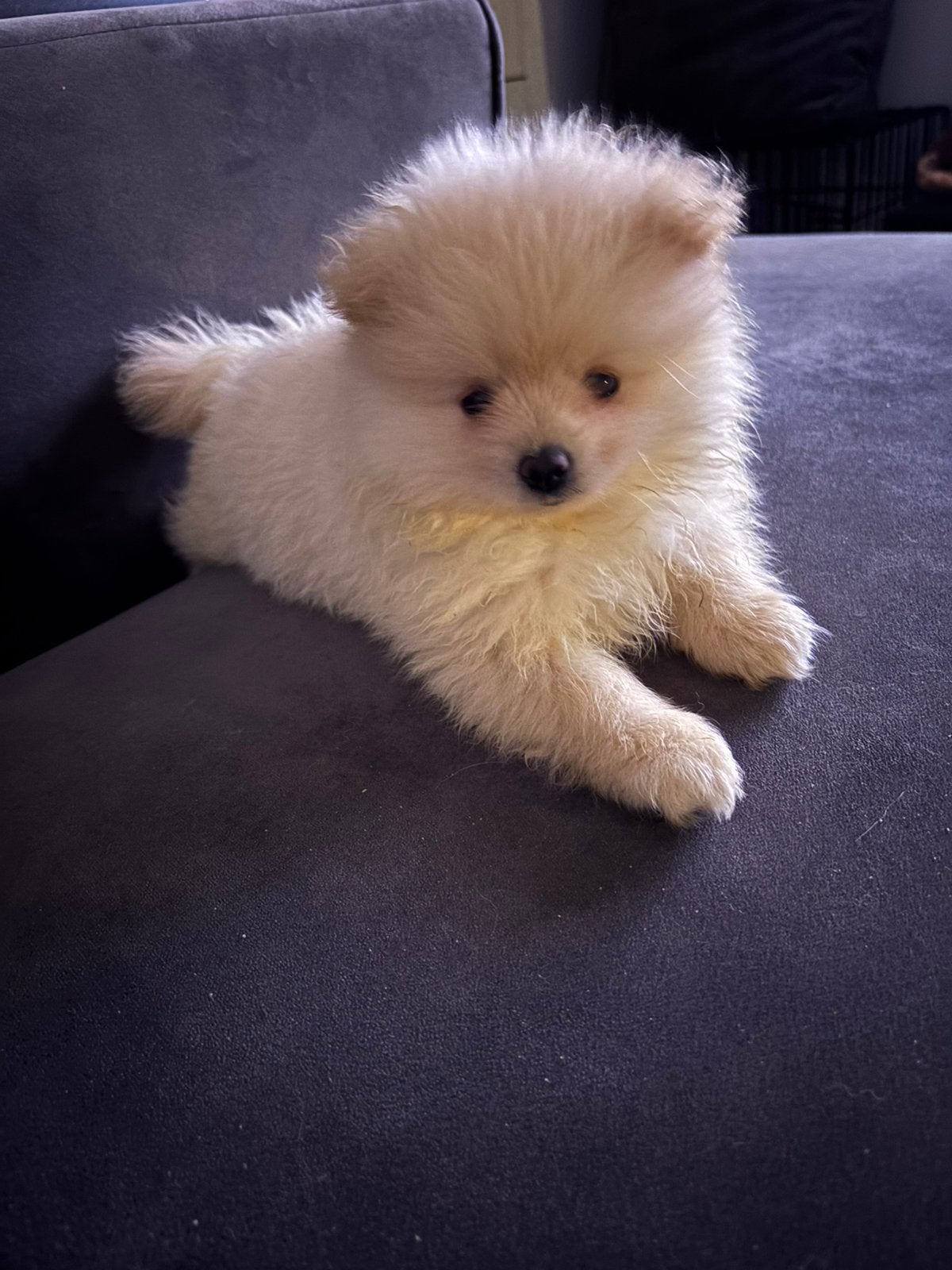 Pomeriaan puppy, Keeshond, Reu, 8 tot 15 weken, Meerdere