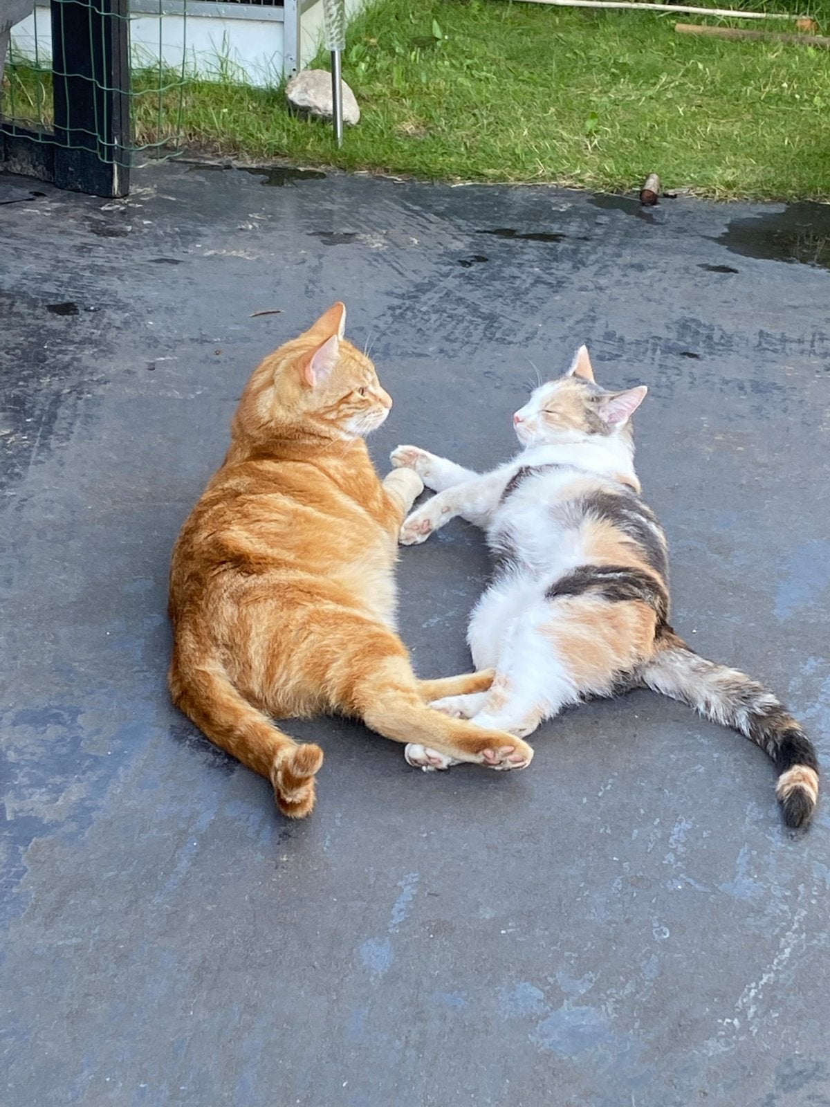 Humpy & Dumpy zoeken nieuw huis, Meerdere dieren, Kortharig, 3 tot 5 jaar