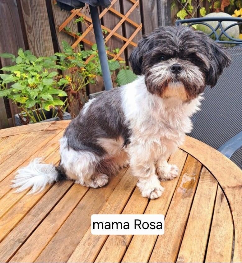 Shih Tzu puppies geboren 14-4-26, Overige rassen, 8 tot 15 weken, Parvo, Meerdere