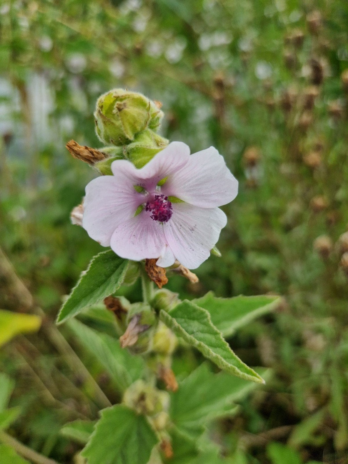 Echte Heemst Zaden - Althaea Officinalis, Volle zon, Vaste plant, Ophalen of Verzenden, Kruiden